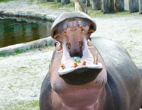 hungry hippo with open mouth