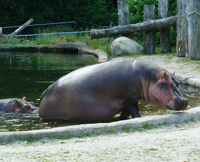 Common Hippo coming up from water