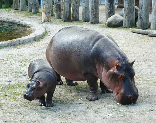 cute hippo baby and mother