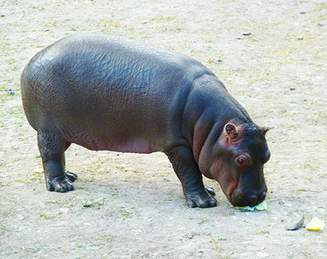 Cute hippo baby