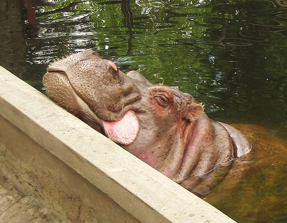 Cute hippo in water