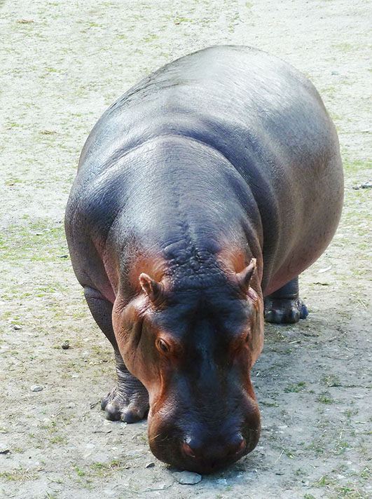 Frontal hippo pictures