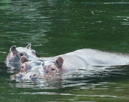 Hippo-pictures-mother-baby-hippo-water