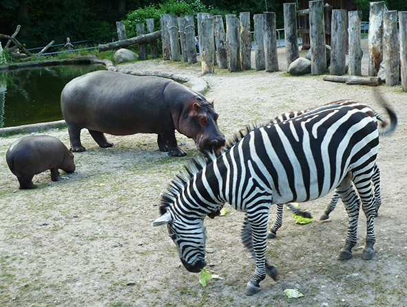 hippo and zebra