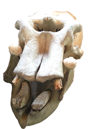 hipppopotamus skull clip art