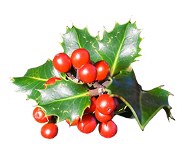 Holly leaves with red berries clipart