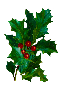 holly with berries clipart vintage