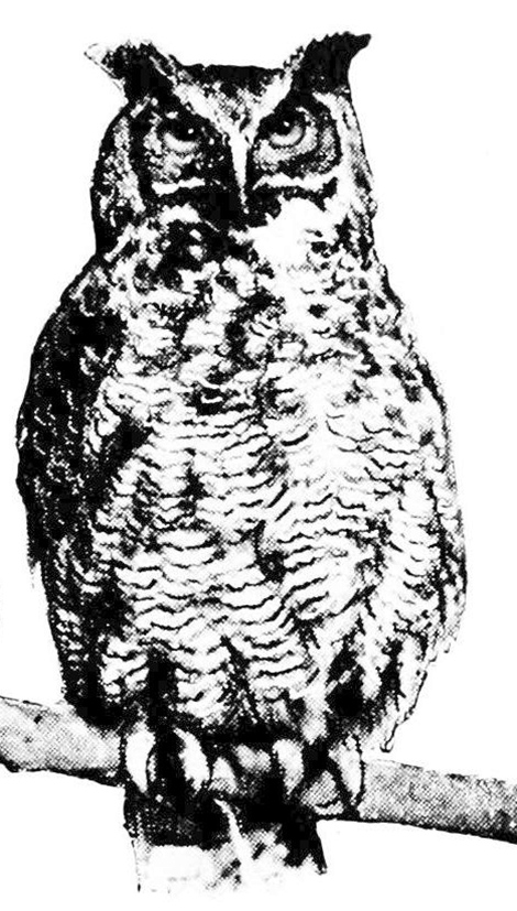 horned owl drawing