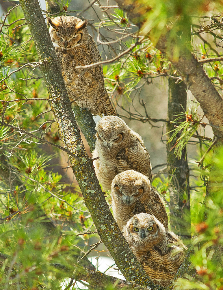 horned mother owl with three owlets