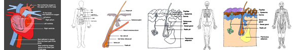 medical clipart human body diagram