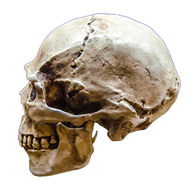 human skulle side view