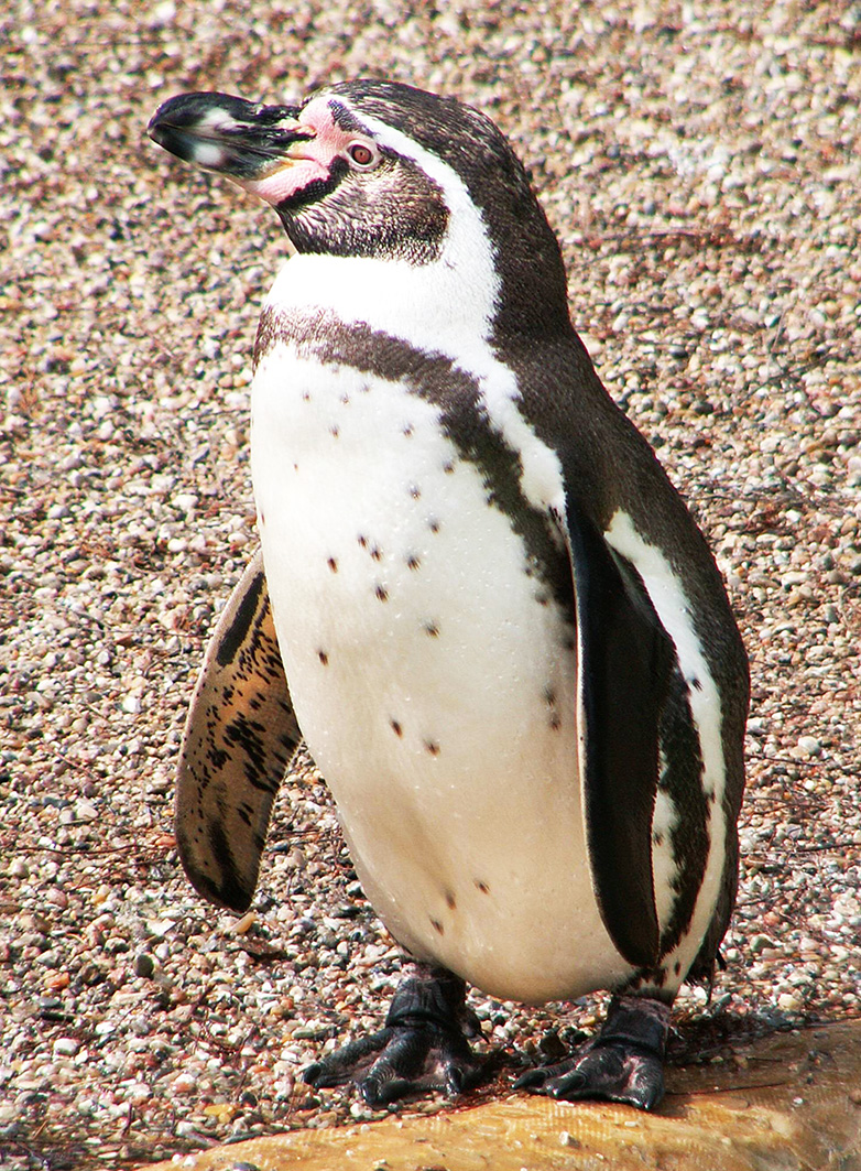picture of humboldt penguin