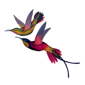 Hummingbirds clipart