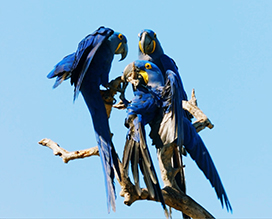 Hyacinth Macaws photo