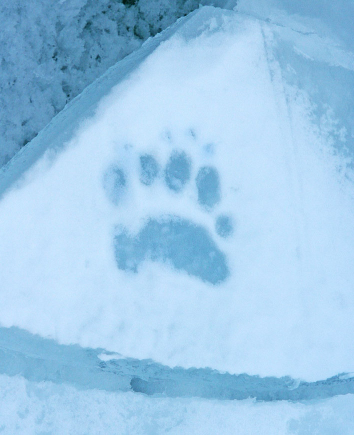 paw print in ice of polar bear
