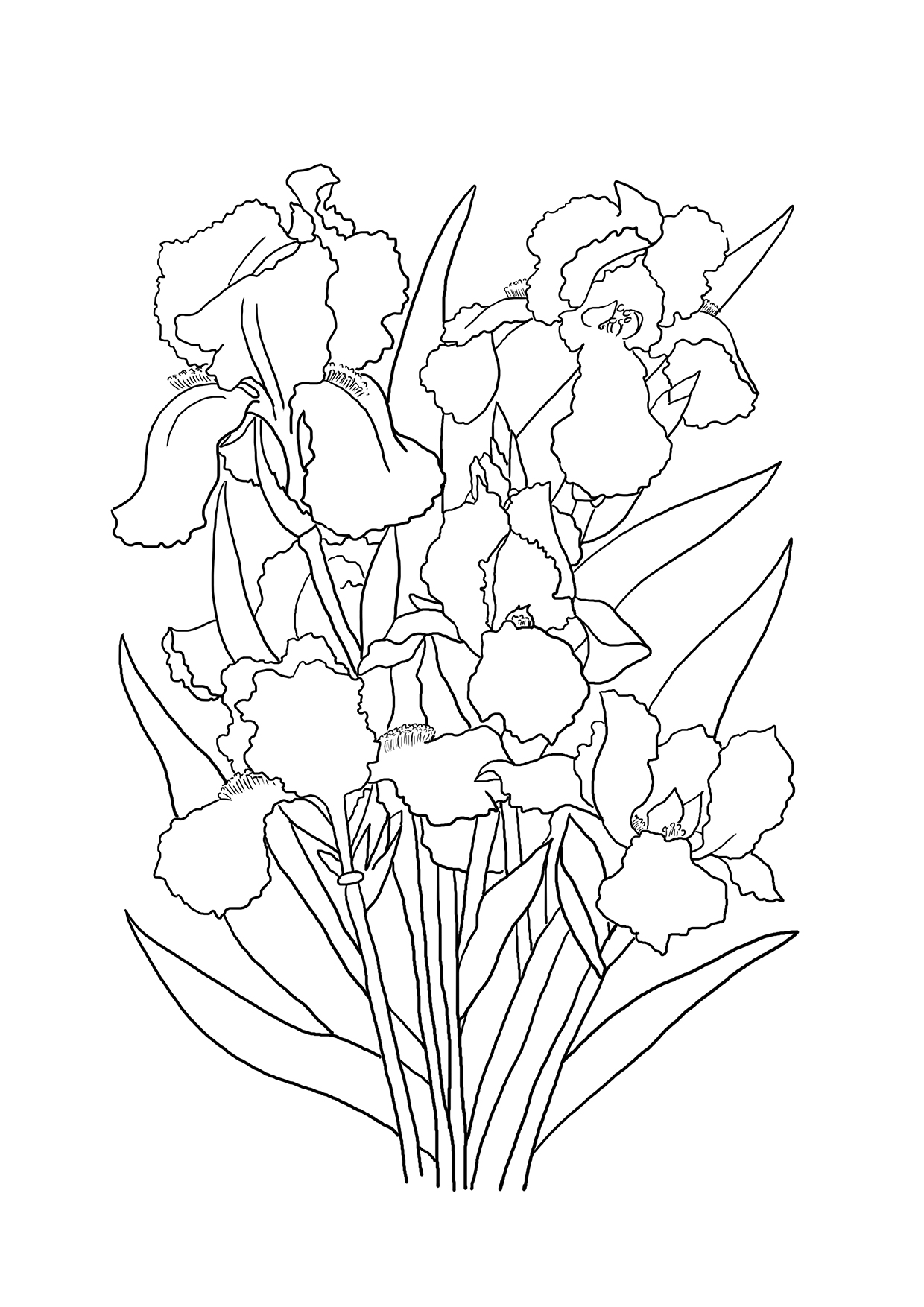 Download Flower Coloring Pages