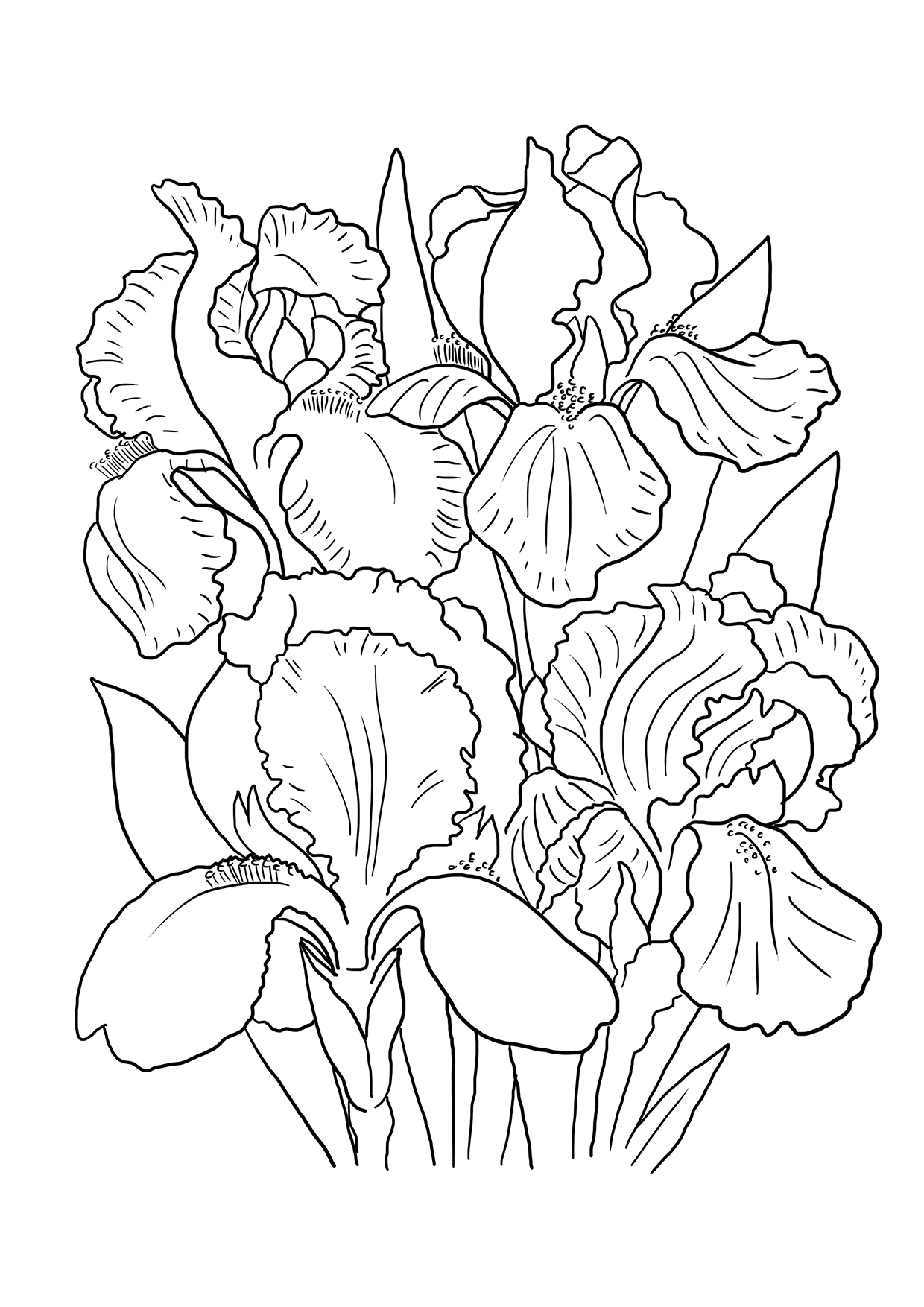 iris coloring page