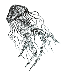 jellyfish graphic black