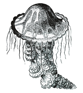 jellyfish image black transparent