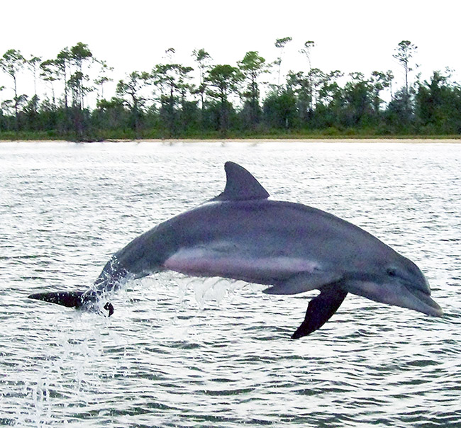 jumping bottlenose dolphin