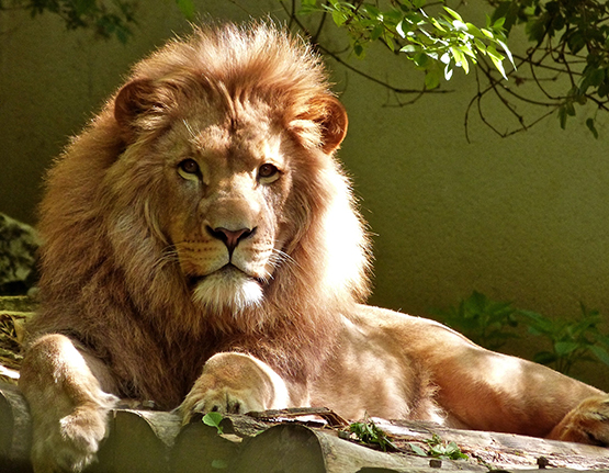 beautiful photo king of the jungle huge lion mane