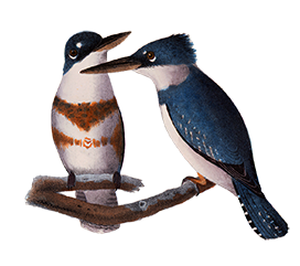 kingfisher clipart