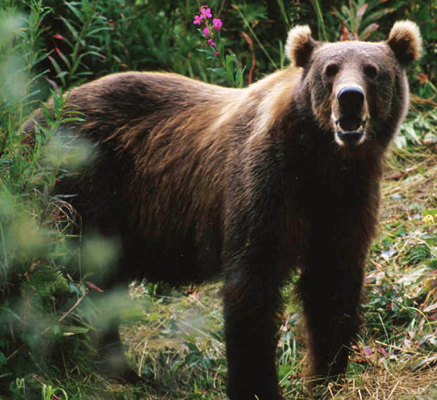 Kodiak bear picture