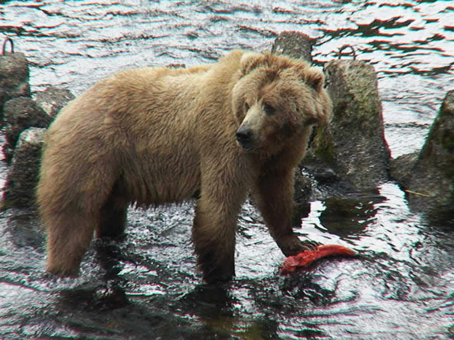 Kodiac bear with salmon