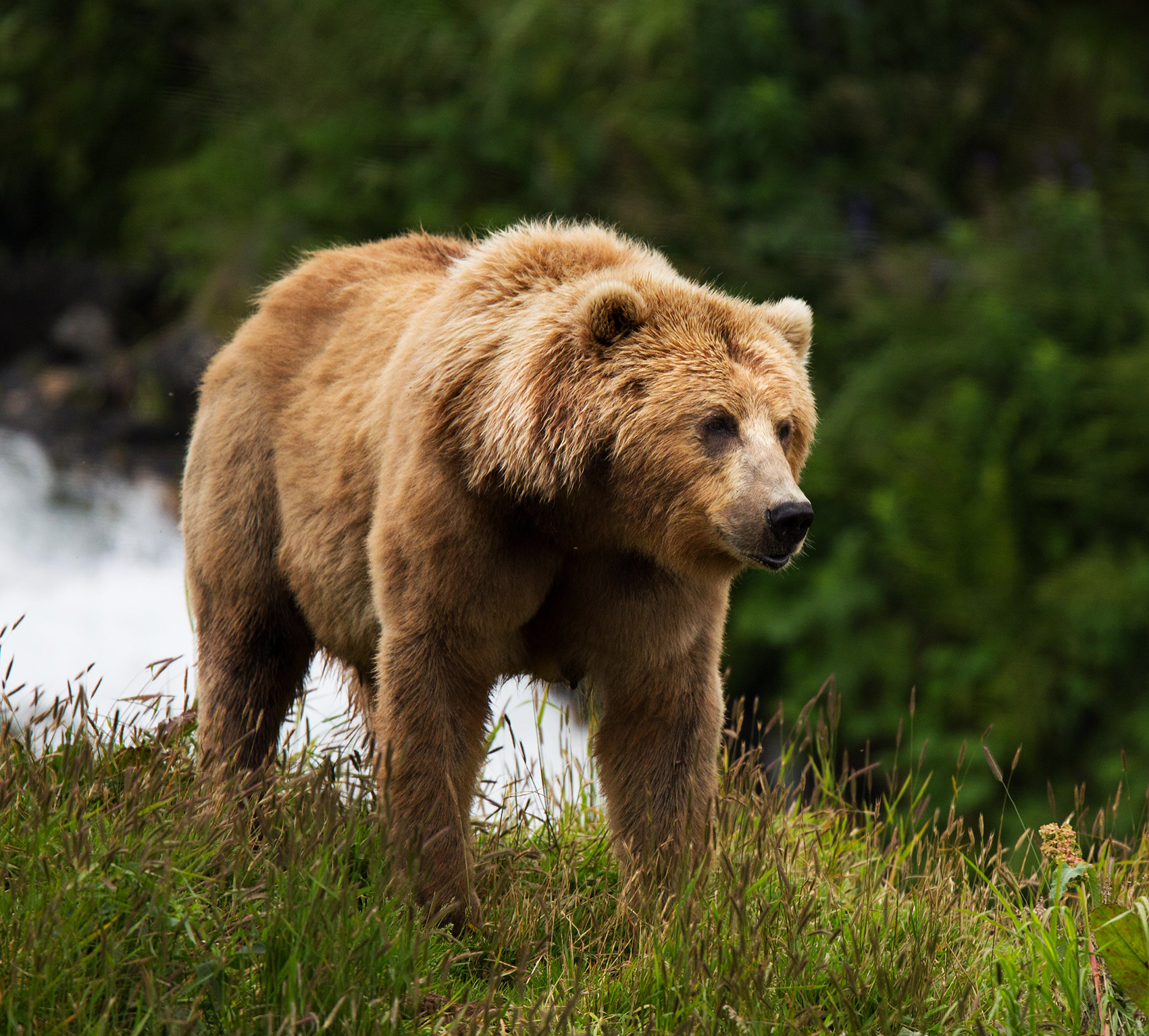 Kodiak brown bear picture