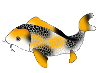 black orange koi fish