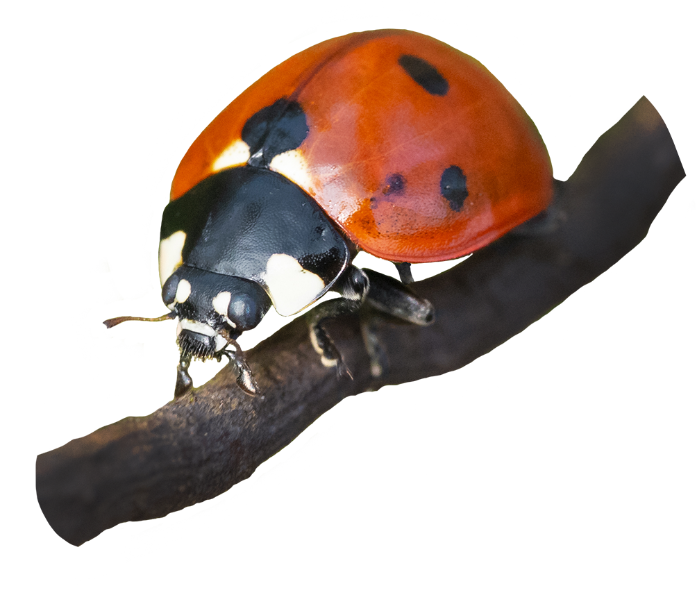 picture of ladybug on branch