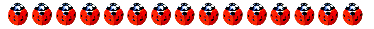 ladybug border 