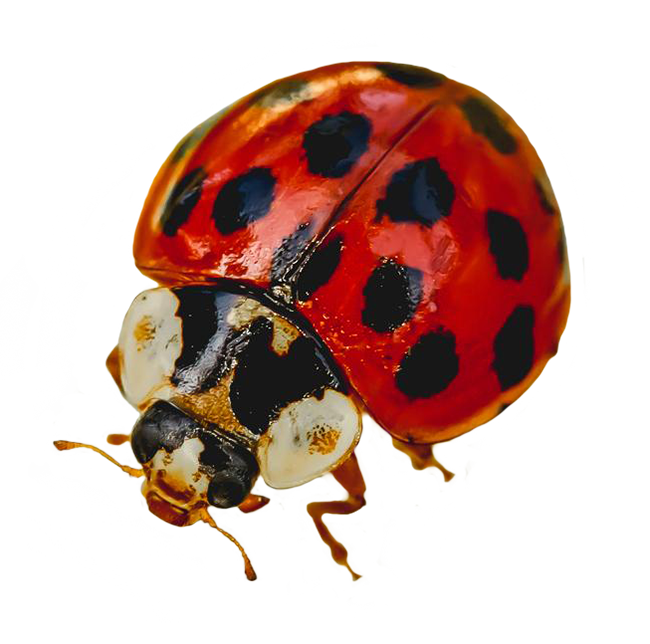 picture of ladybug