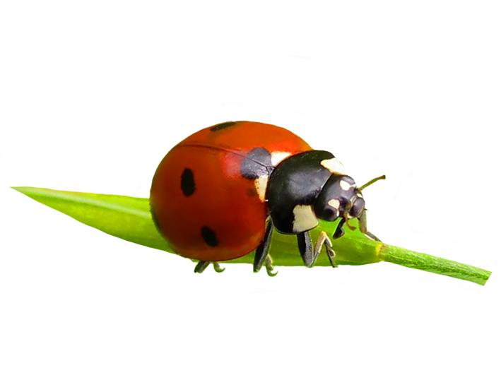 ladybug on a green leaf