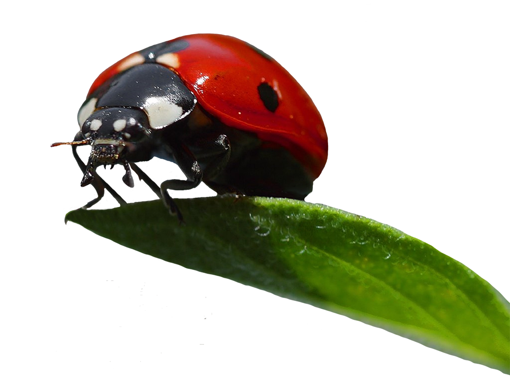 ladybug on a leaf