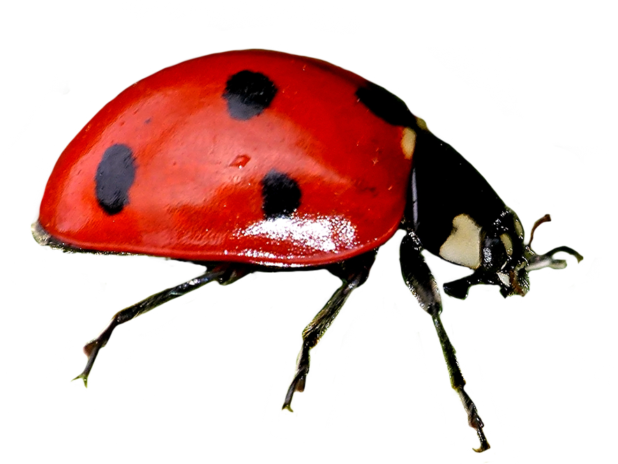 clip art cut-out ladybird