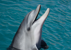 laughing bottlenose dolphin