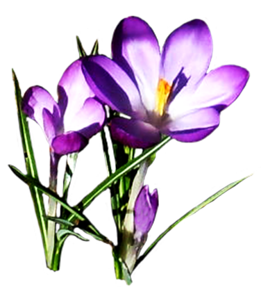 lilac crocus