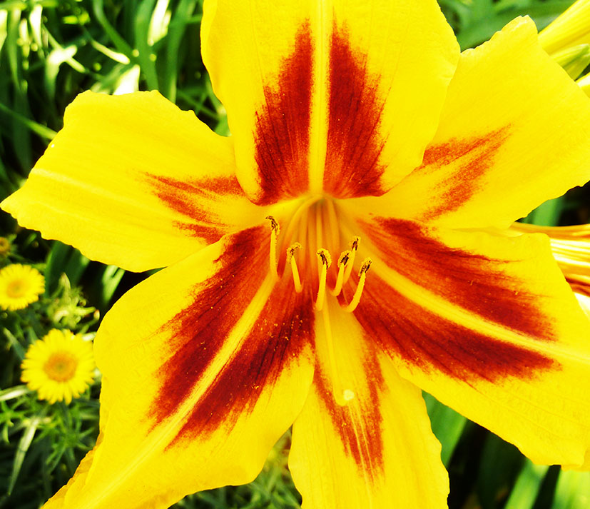 picture of lily yellow and red
