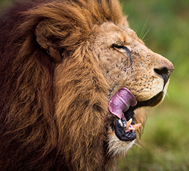 lion after dinner licking