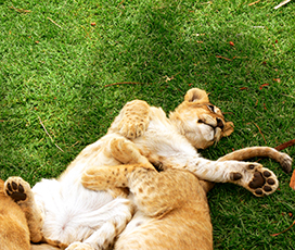 lion cub