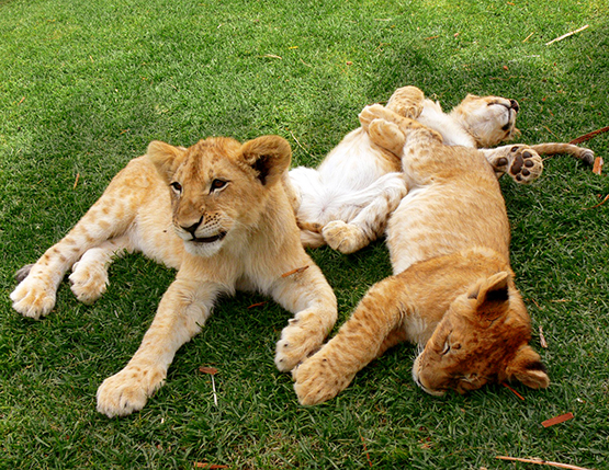 lion picture cubs after playing