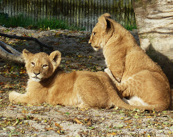 lion cubs resting