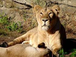 lion pictures lioness