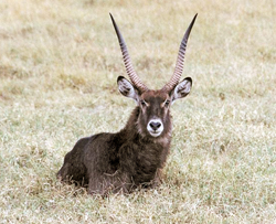 lion facts waterbuck