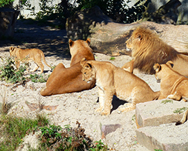 lions picture
