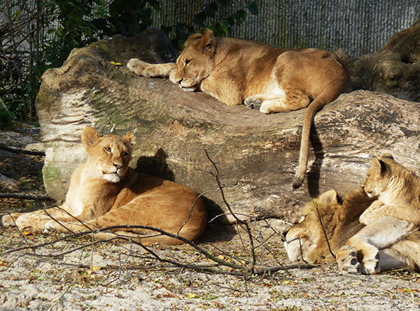 Lion family in zoo