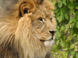 African male lion picture