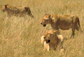 lion facts african lions in hunting