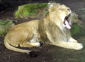 asiatic lion yawning